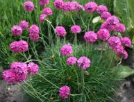 выращивание армерии