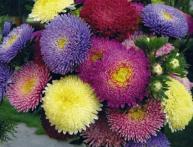 когда сажать астры на рассаду