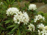 применение багульника болотного