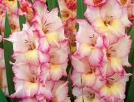 гладиолус Присцилла