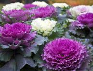 выращивание декоративной капусты