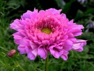 космея махровая