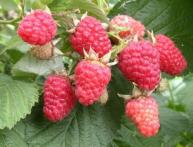 выращивание малины на приусадебном участке