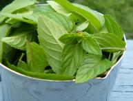 полезные свойства мяты перечной