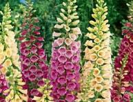 выращивание наперстянки