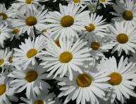 выращивание нивяника