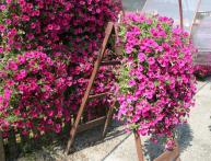 петуния каскадная на фото