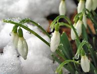 как выглядит подснежник