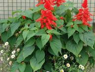 выращивание сальвии из семян