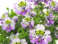 выращивание схизантуса