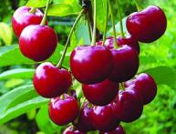 как ухаживать за вишней