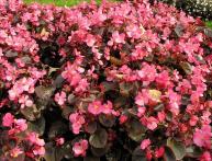 бегония всегдацветущая 