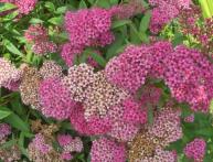 спирея на фото