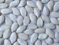 посадка семян тыквы