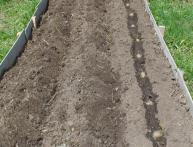 посадка картофеля в гребни