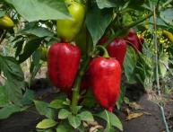 как ухаживать за перцем