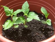 размножение яблонь семенами