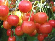 Плоды брянской розовой черешни