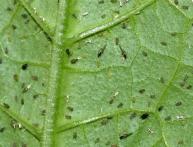 Тля на рассаде перца