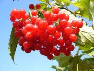 Полезные свойства ягоды калины