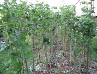 Посадка малины