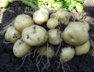 tip ploda kartofelya