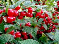 войлочная вишня