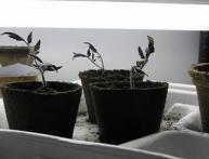 рассада в торфяных горшочках