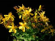 Лекарственная трава зверобой