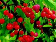 вишня степная