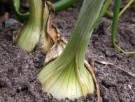 замачивание лука