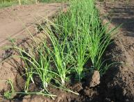 репчатый лук