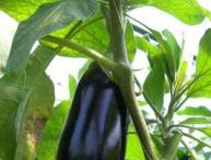 выращивание баклажанов
