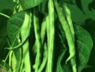 фасоль обыкновенная