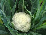 цветная капуста