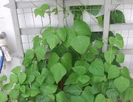 выращивание огурцов дома