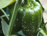 болезни перца