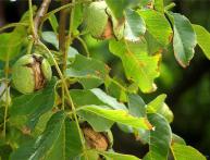 грецкий орех