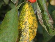 болезни черешни