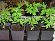 рассада помидор