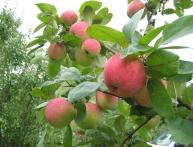 уход за яблонями