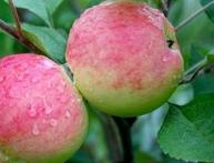 яблоня из семечек