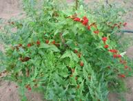 шпинат земляничный