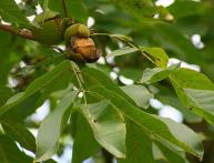 черный орех