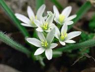 птицемлечник