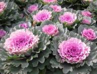 декоративная капуста