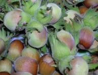 лещина обыкновенная