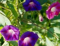 выращивание кобеи