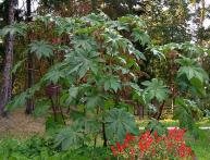 кленвещина