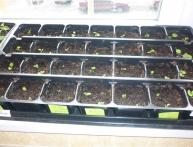 как пикировать петунию